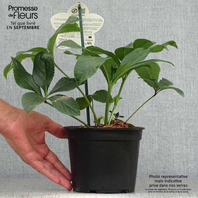 Exemplaar van Helleborus ViV Milana - Lenteroos Pot van 2 l/3 l zoals geleverd in de herfst