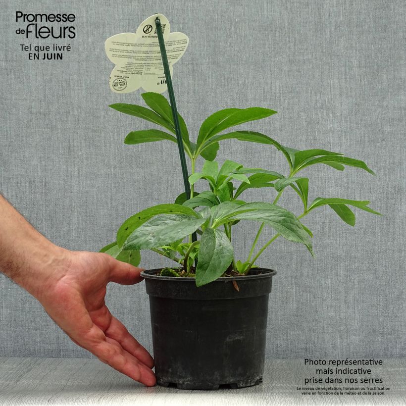 Exemplaar van Helleborus ViV Patrizia - Lenteroos Pot van 2 l/3 l zoals geleverd in de zomer