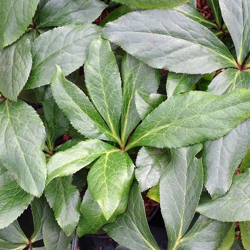 Helleborus ViV Rosa - Lenteroos (Blad)