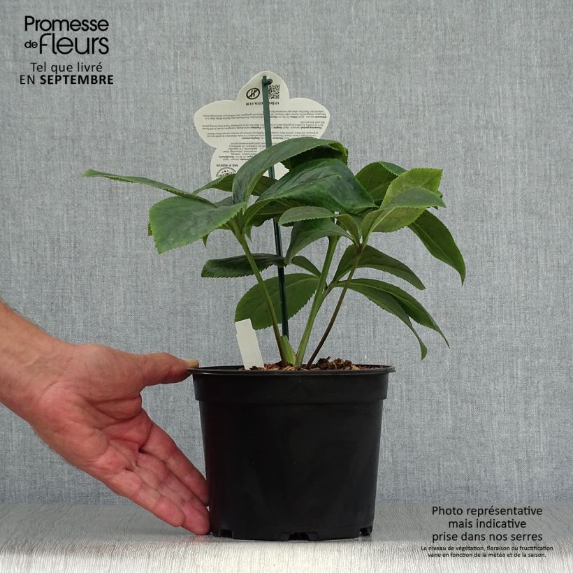 Exemplaar van Helleborus ViV Serafina - Lenteroos Pot van 2 l/3 l zoals geleverd in de herfst