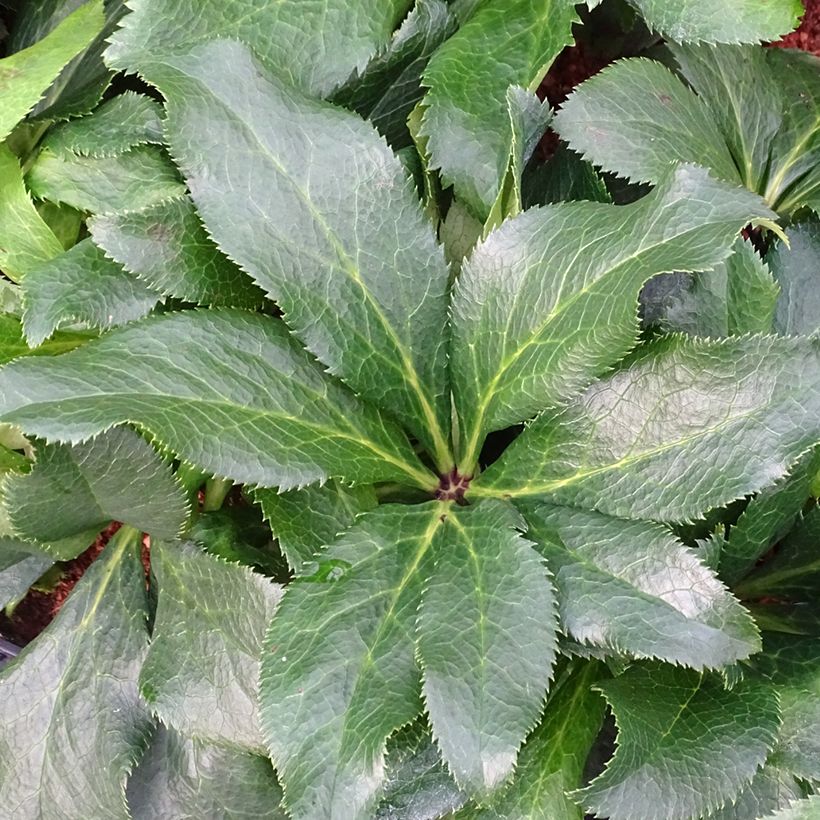 Helleborus ViV Stefania - Lenteroos (Blad)