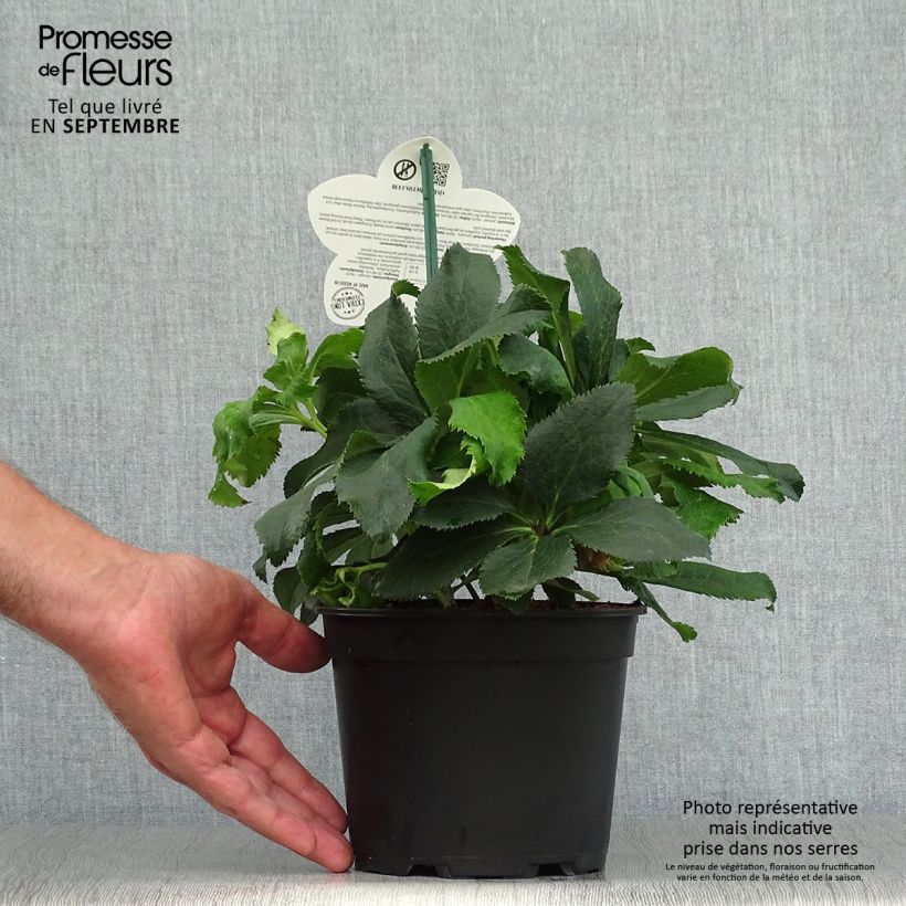 Exemplaar van Helleborus ViV Stefania - Lenteroos Pot van 2 l/3 l zoals geleverd in de herfst