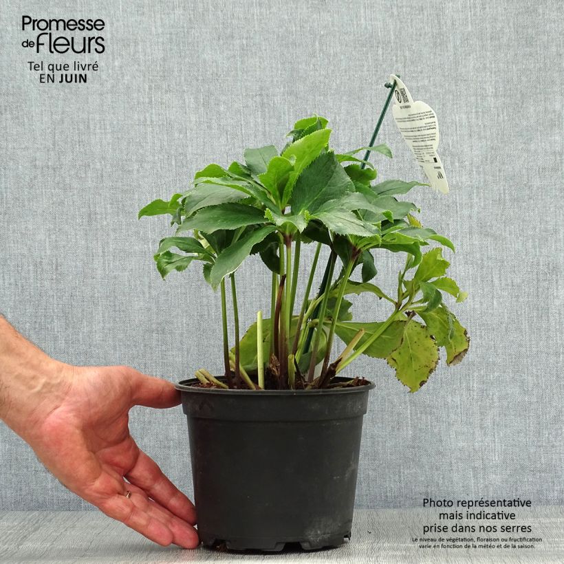 Exemplaar van Helleborus ViV Stefania - Lenteroos Pot van 2 l/3 l zoals geleverd in de zomer