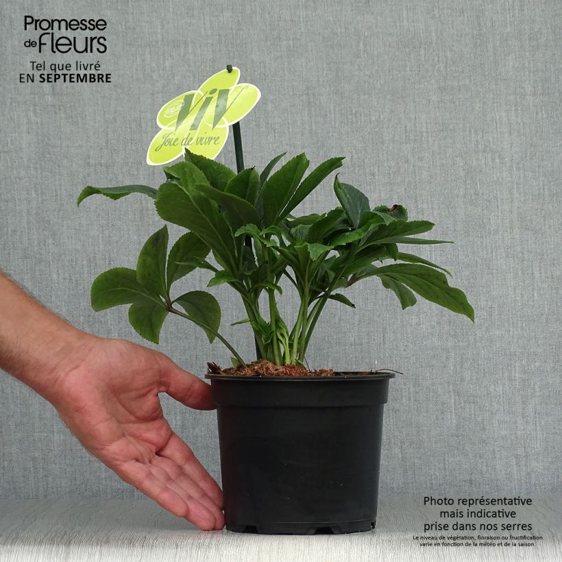 Exemplaar van Helleborus ViV Suzanna - Lenteroos Pot van 2 l/3 l zoals geleverd in de herfst