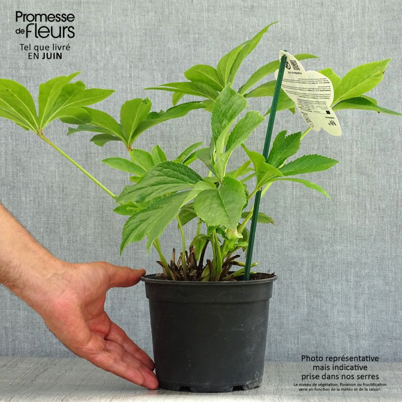 Exemplaar van Helleborus ViV Suzanna - Lenteroos Pot van 2 l/3 l zoals geleverd in de zomer