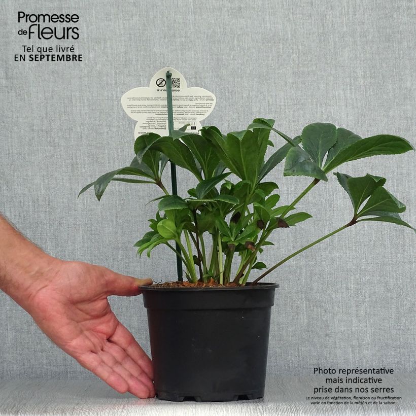 Exemplaar van Helleborus ViV Teodora - Lenteroos bio Pot van 2 l/3 l zoals geleverd in de herfst