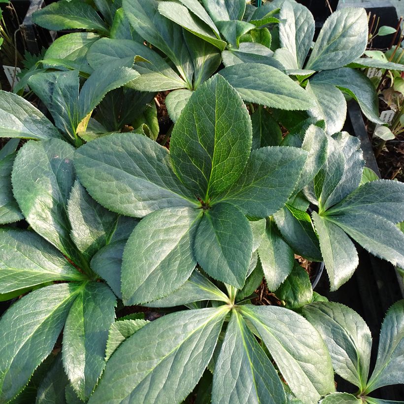 Helleborus ViV Valentina - Lenteroos (Blad)