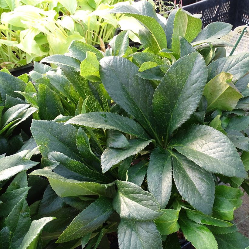 Helleborus ViV Vera - Lenteroos (Blad)
