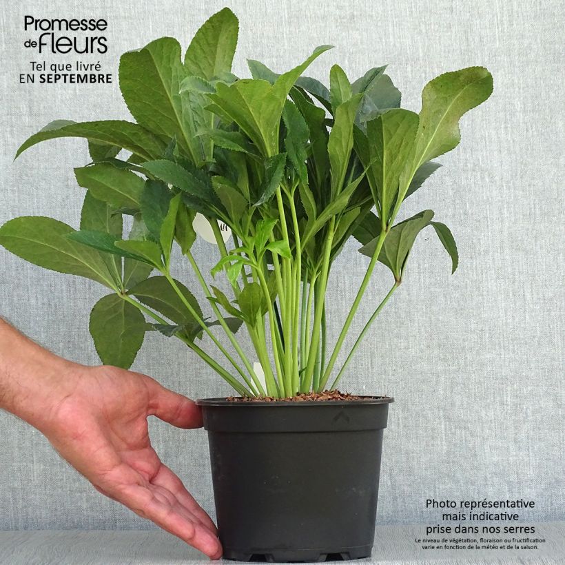 Exemplaar van Helleborus ViV Vera - Lenteroos Pot van 2 l/3 l zoals geleverd in de herfst