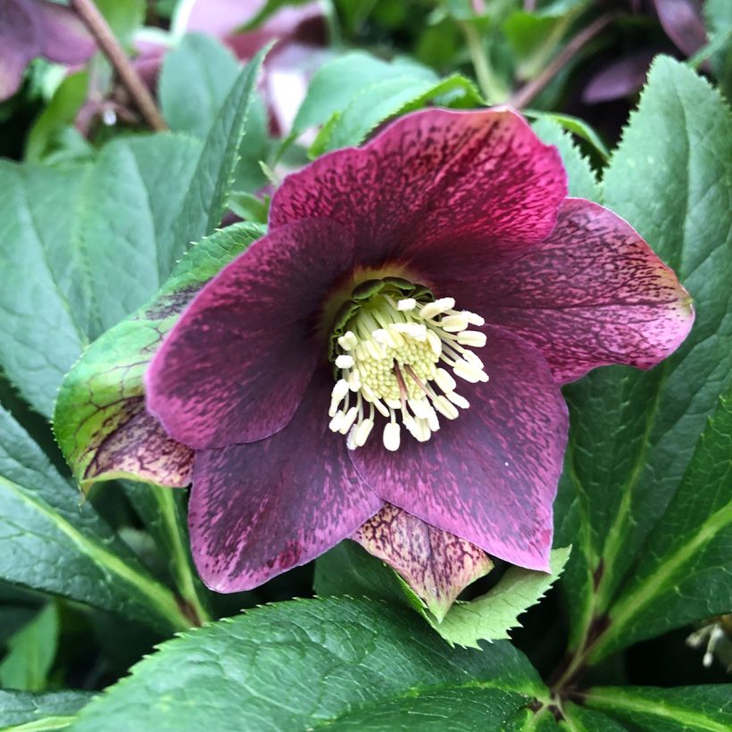 Helleborus BIO ViV Victoria - Lenteroos (Bloei)