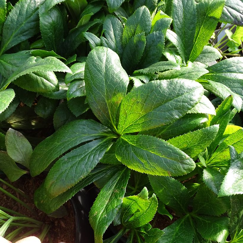 Helleborus BIO ViV Victoria - Lenteroos (Blad)