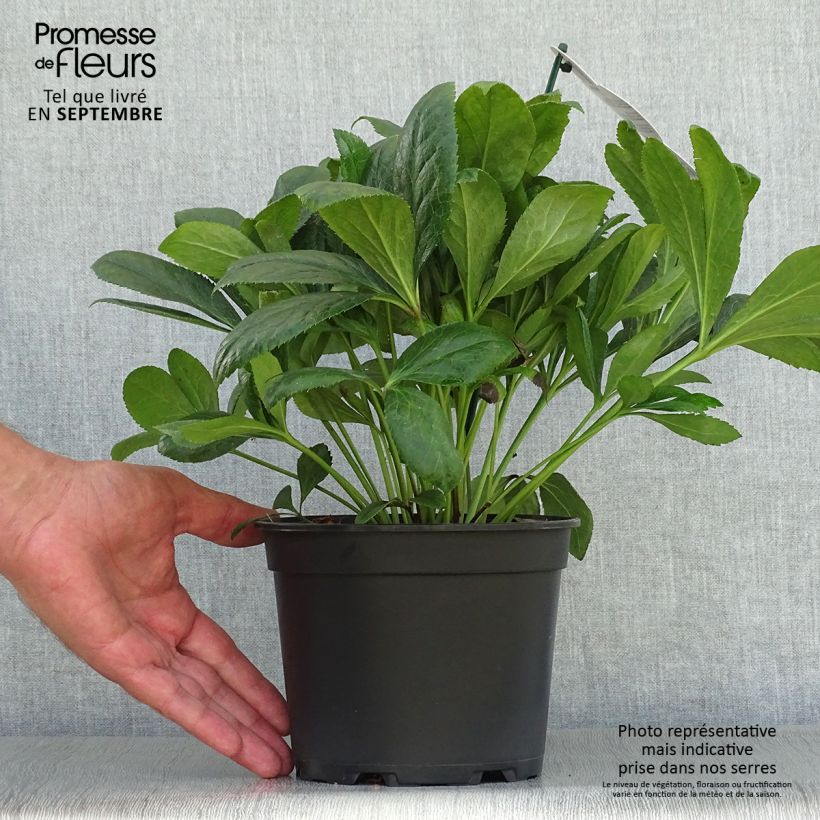 Exemplaar van Helleborus BIO ViV Victoria - Lenteroos Pot van 2 l/3 l zoals geleverd in de herfst