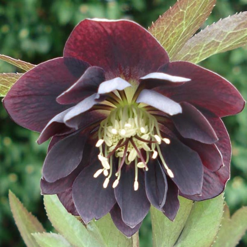 Helleborus Double Black - Lenteroos dubbel zwart (Bloei)