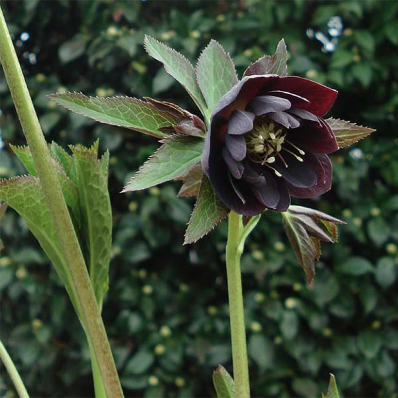 Helleborus Double Black - Lenteroos dubbel zwart (Groeiplaats)