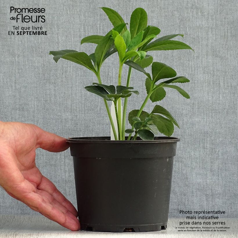 Exemplaar van Helleborus Red - Lenteroos Pot van 2 l/3 l zoals geleverd in de herfst