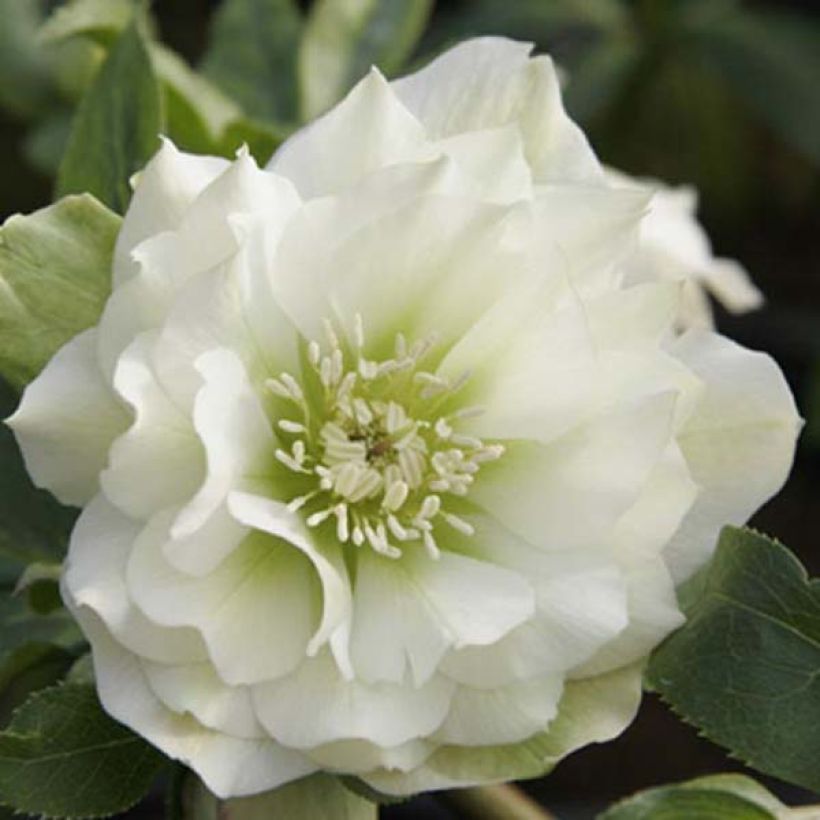 Helleborus Double White- lenteroos dubbel wit (Flowering)