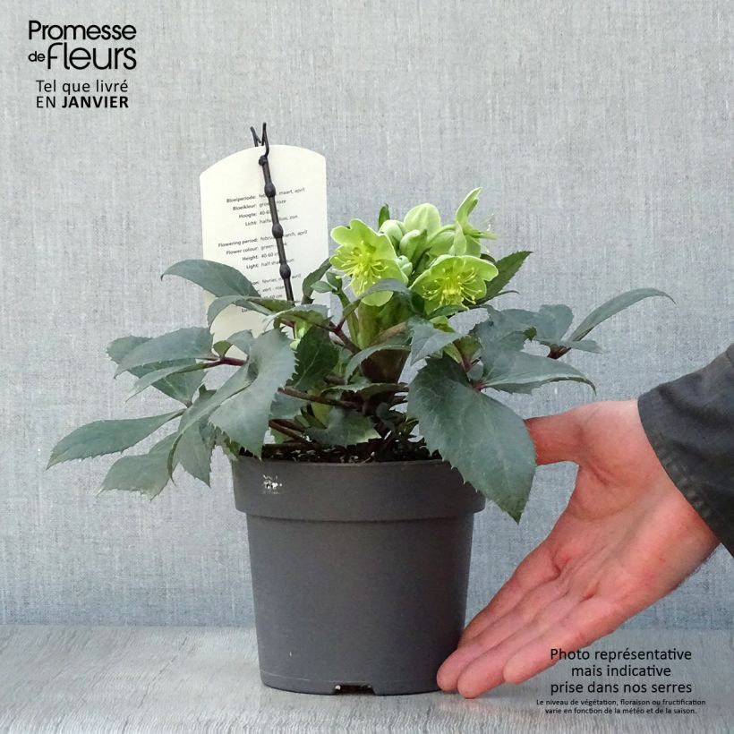 Example of Hellébore sternii Boughton Beauty Pot van 1 l/1,5 l as you get in hiver