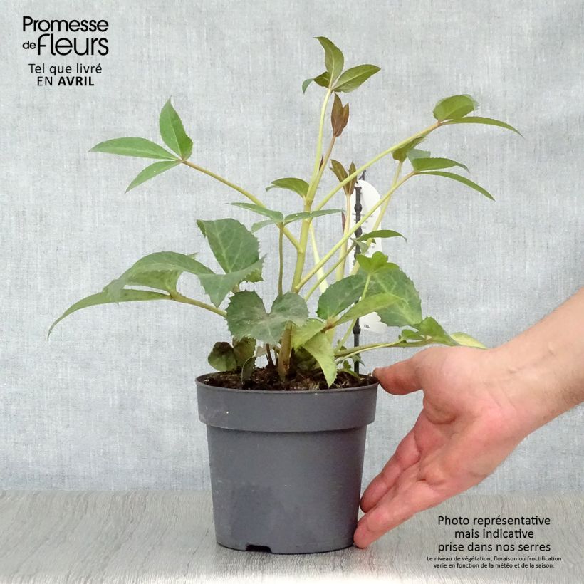 Exemplaar van Helleborus sternii Boughton Beauty - Kerstroos Pot van 1 l/1,5 l zoals geleverd in de lente