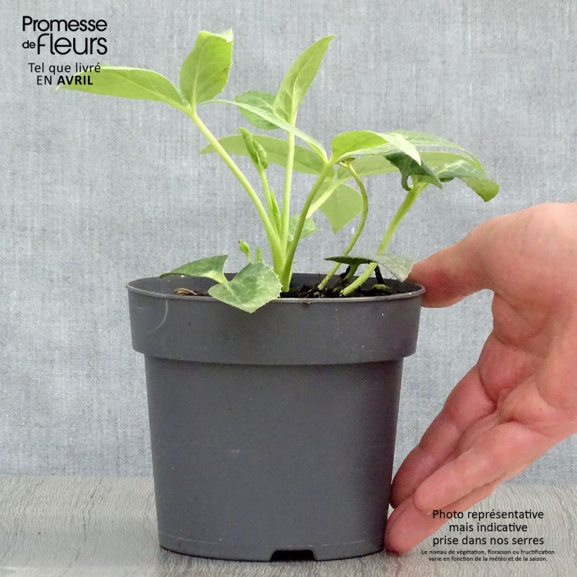 Exemplaar van Helleborus sternii - Kerstroos Pot van 12 cm / 13 cm zoals geleverd in de lente