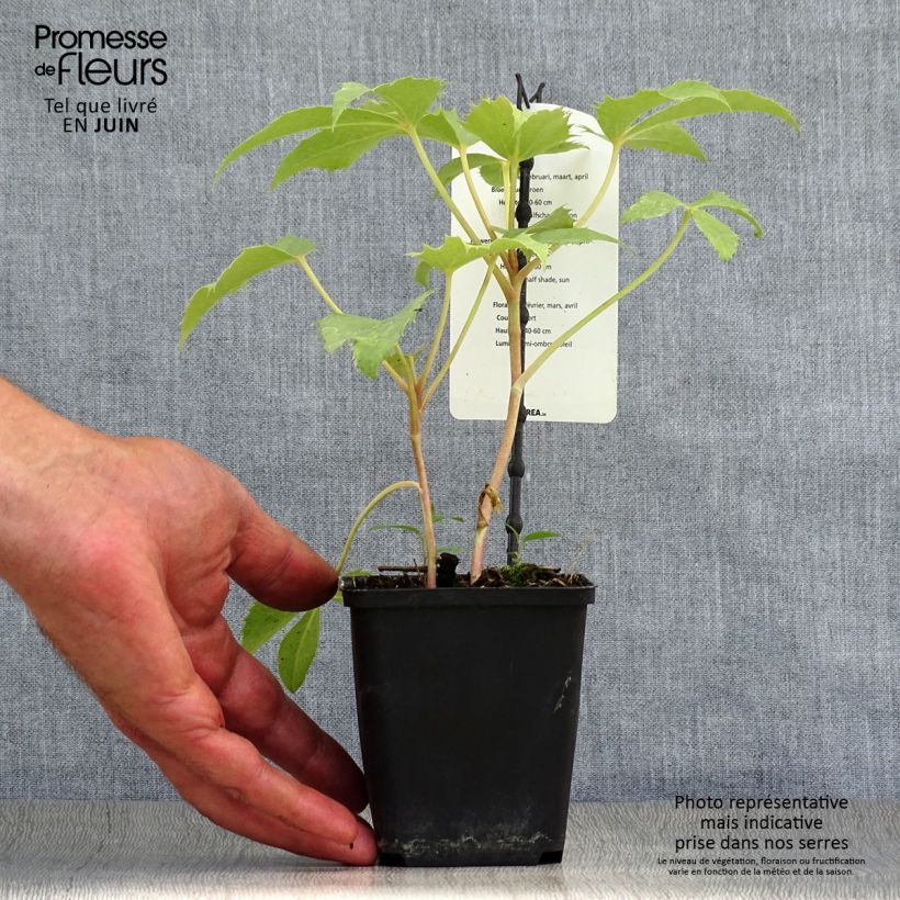 Exemplaar van Helleborus sternii Remi - Kerstroos Pot van 12 cm / 13 cm zoals geleverd in de zomer
