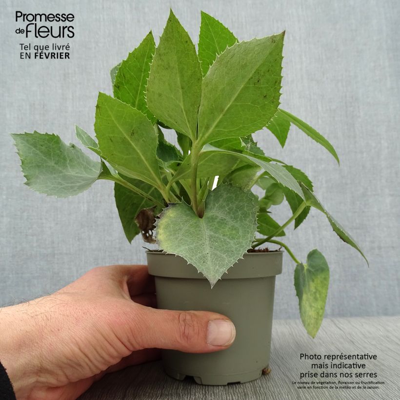 Example of Hellébore sternii Remi - Helleborus (x) sternii Pot van 12 cm / 13 cm as you get in hiver
