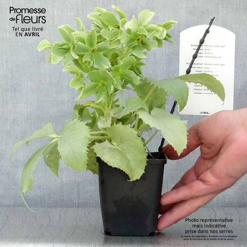 Exemplaar van Helleborus sternii Remi - Kerstroos Pot van 12 cm / 13 cm zoals geleverd in de lente