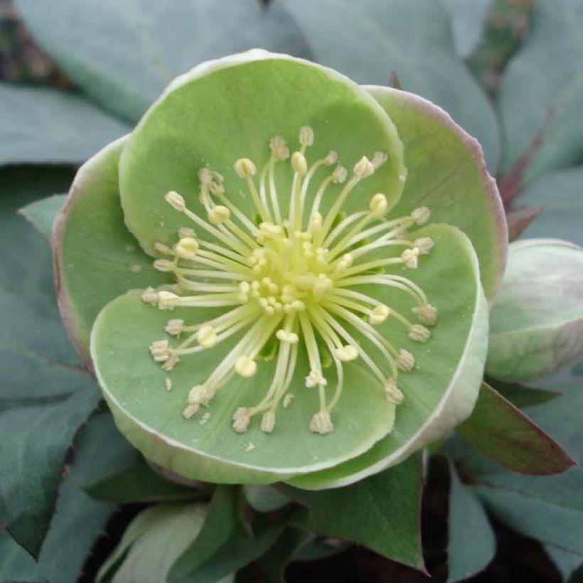 Helleborus sternii Grey Star - Kerstroos (Bloei)