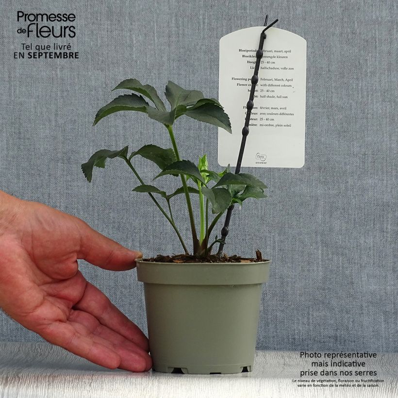Exemplaar van Helleborus torquatus Party Dress Hybriden - nieskruid Pot van 1 l/1,5 l zoals geleverd in de herfst