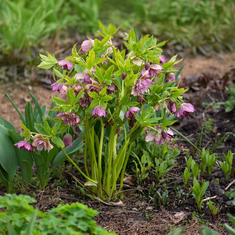 Helleborus torquatus Party Dress Hybriden - nieskruid (Groeiplaats)