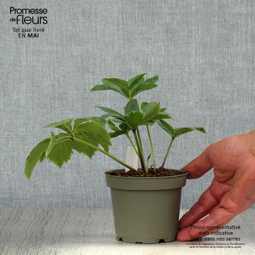 Exemplaar van Helleborus torquatus - nieskruid Pot van 12 cm / 13 cm zoals geleverd in de lente