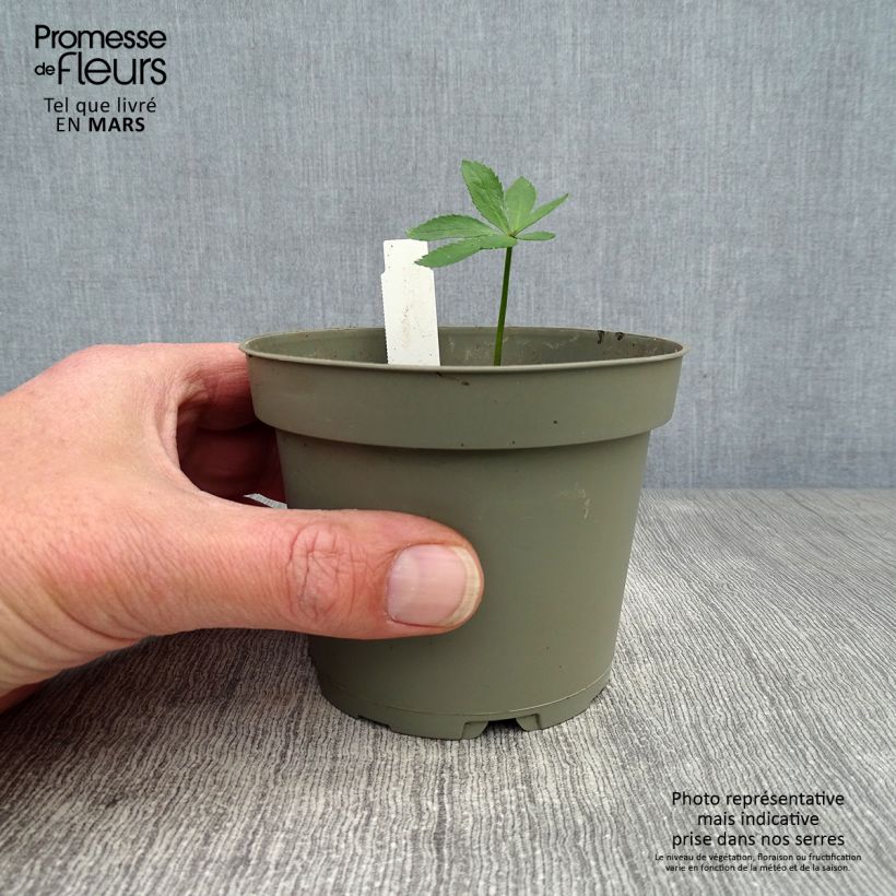 Exemplaar van Helleborus torquatus - nieskruid Pot van 1 l/1,5 l zoals geleverd in de lente