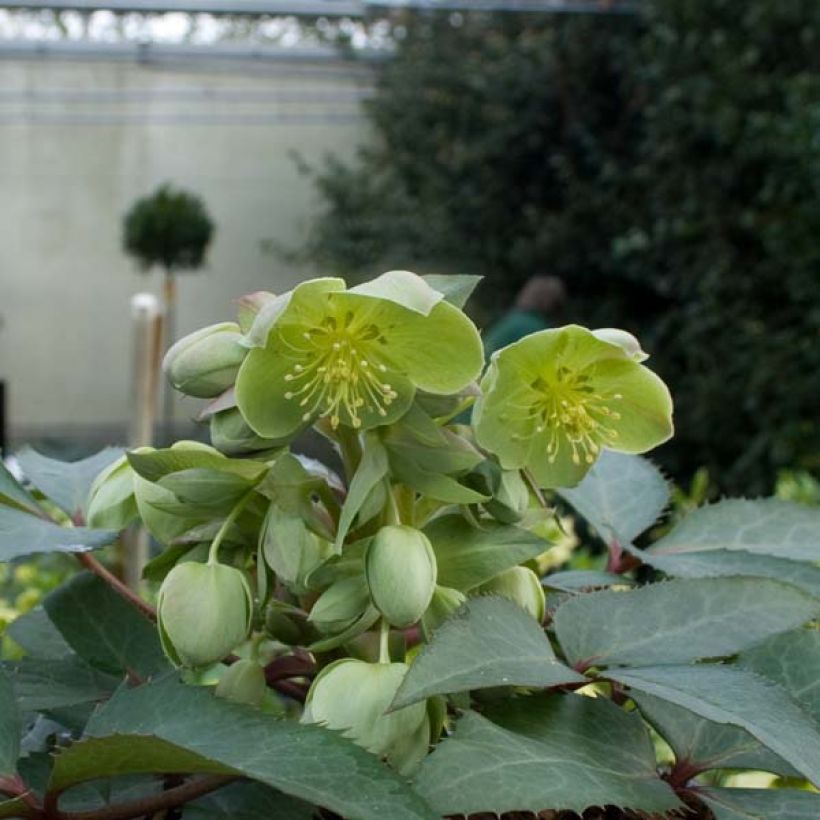 Helleborus sternii - Kerstroos (Plant habit)
