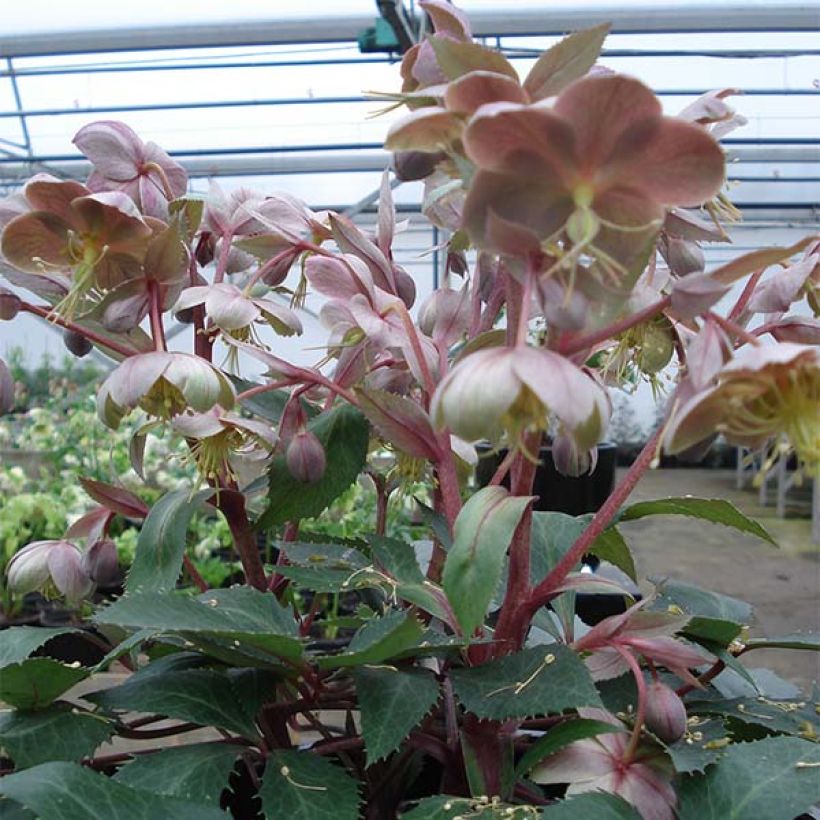 Helleborus sternii Boughton Beauty - Kerstroos (Plant habit)