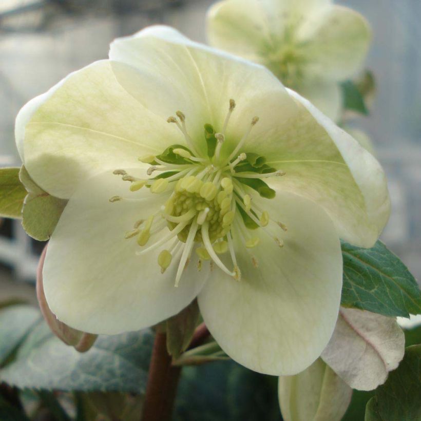 Helleborus ericsmithii Magic Leaves - nieskruid (Bloei)