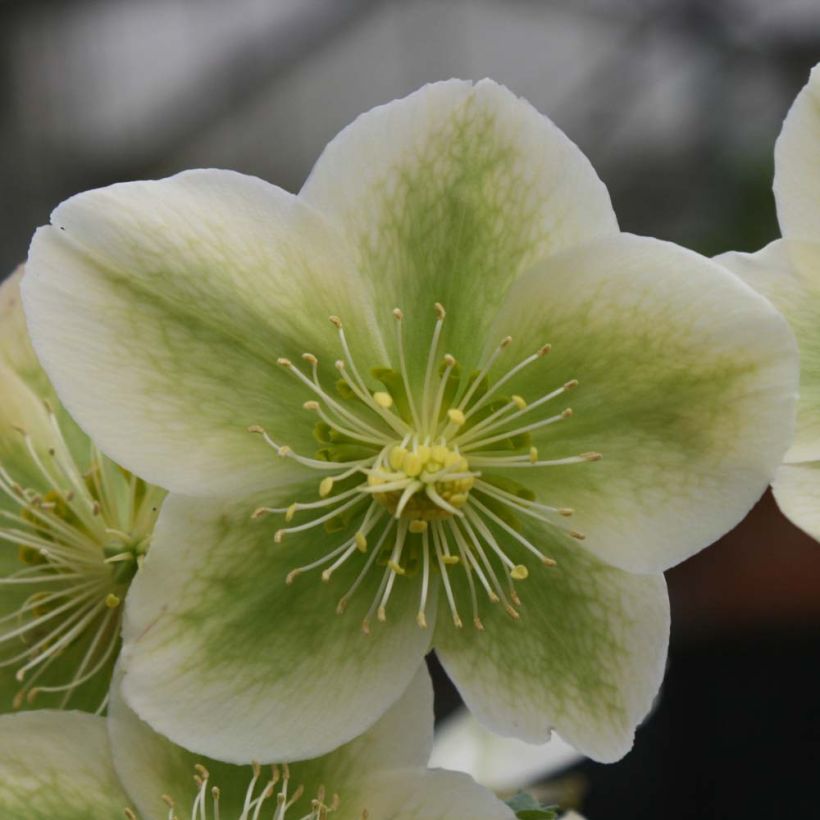 Helleborus nigercors Royal Sofia - Kerstroos (Bloei)