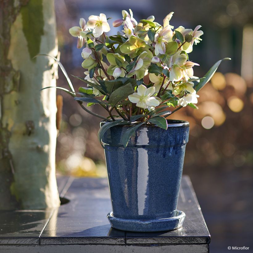 Helleborus ViV Valeria - Lenteroos (Groeiplaats)
