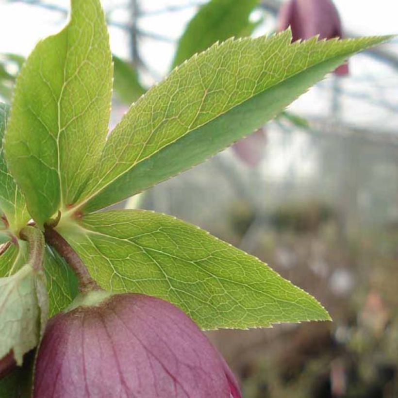 Helleborus Pink Green Centre - Lenteroos roze met groen hart (Blad)