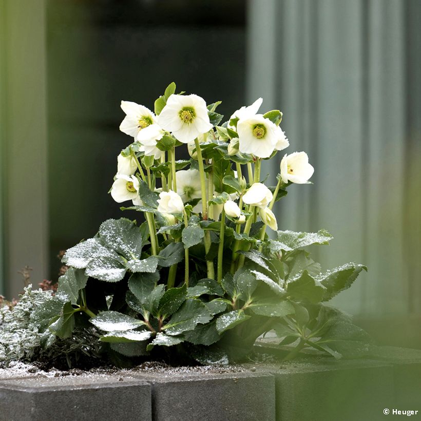 Helleborus lemperii HGC Winter Ballet Lisann (Groeiplaats)