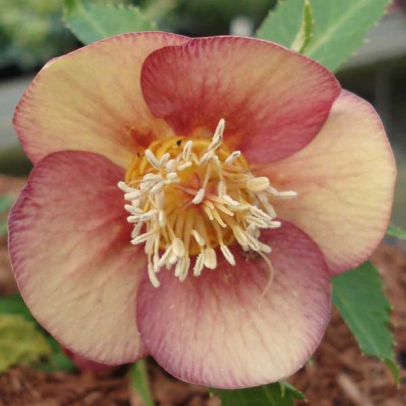 Helleborus Special Pink - Lenteroos roze (Flowering)