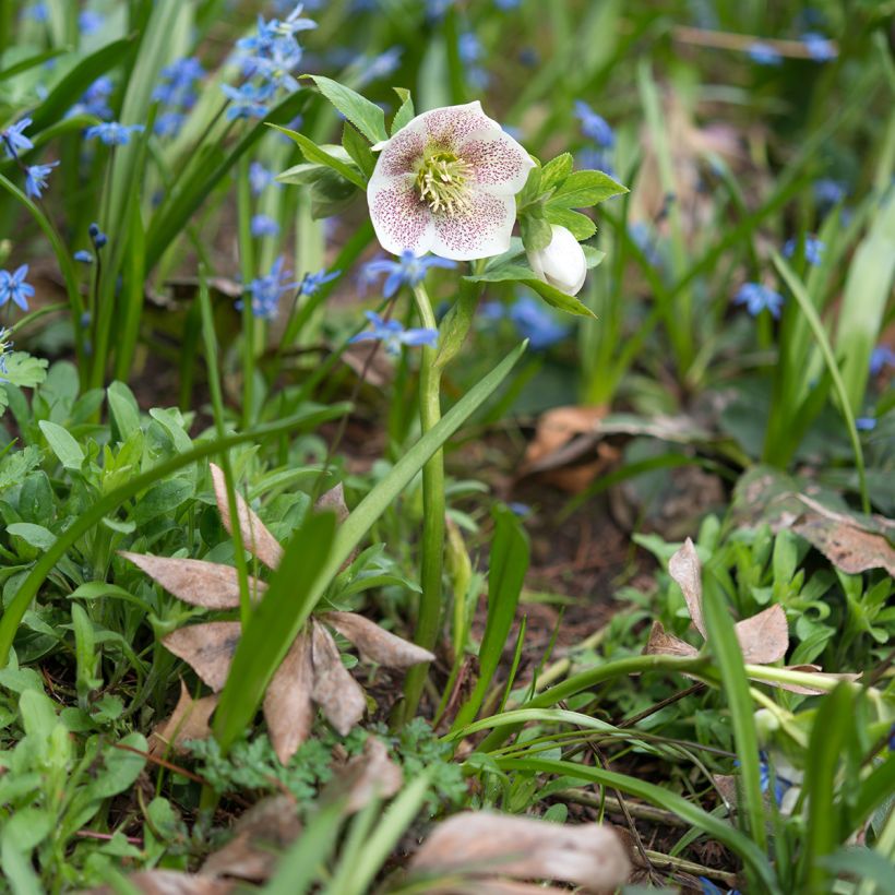 Helleborus Spoted hybrid - Lenteroos (Groeiplaats)