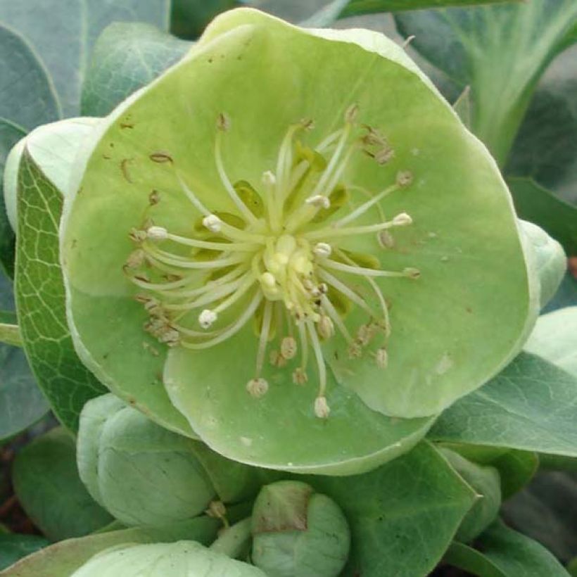 Helleborus sternii Remi - Kerstroos (Flowering)
