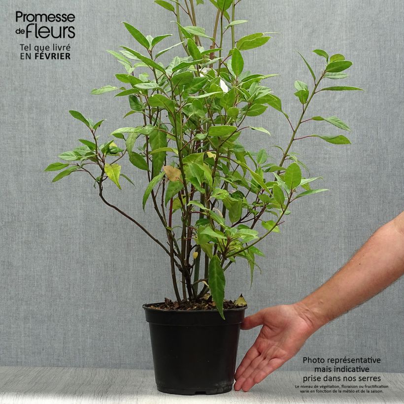 Exemplaar van Helwingia chinensis - Chinees helwingia Pot van 2 l/3 l zoals geleverd in de herfst