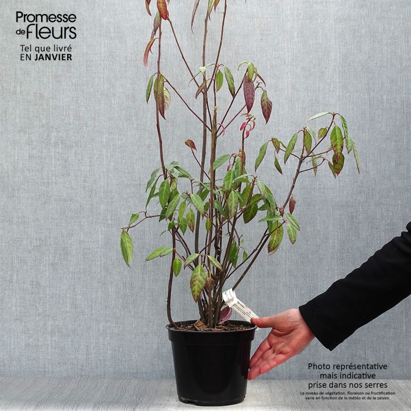 Example of Helwingia chinensis - Helwingie de Chine Pot van 2 l/3 l as you get in hiver