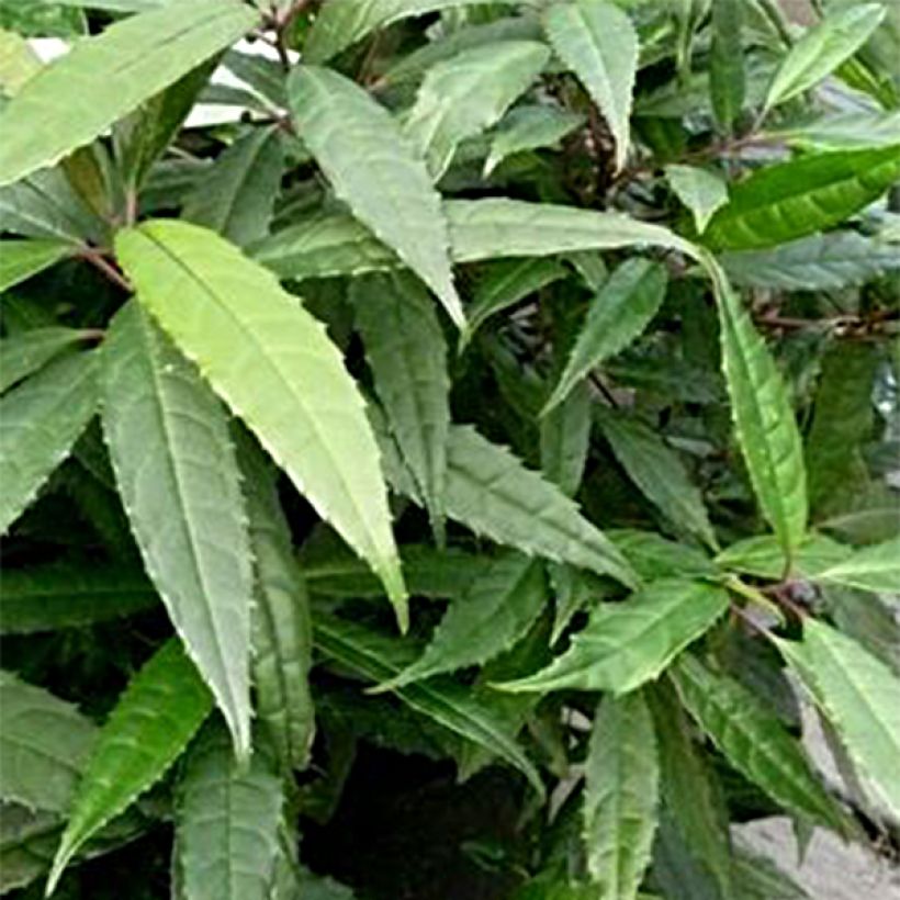 Helwingia chinensis Narrow Leaves - Chinees helwingia (Foliage)