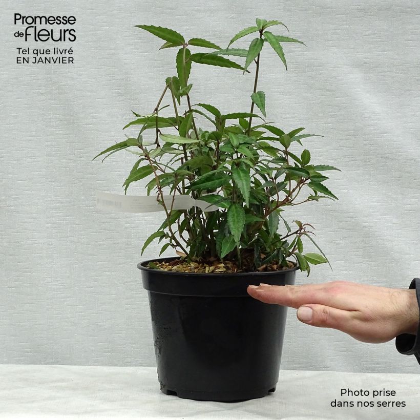 Example of Helwingia himalaica - Helwingie de l'Himalaya Pot van 3 l/4 l as you get in hiver