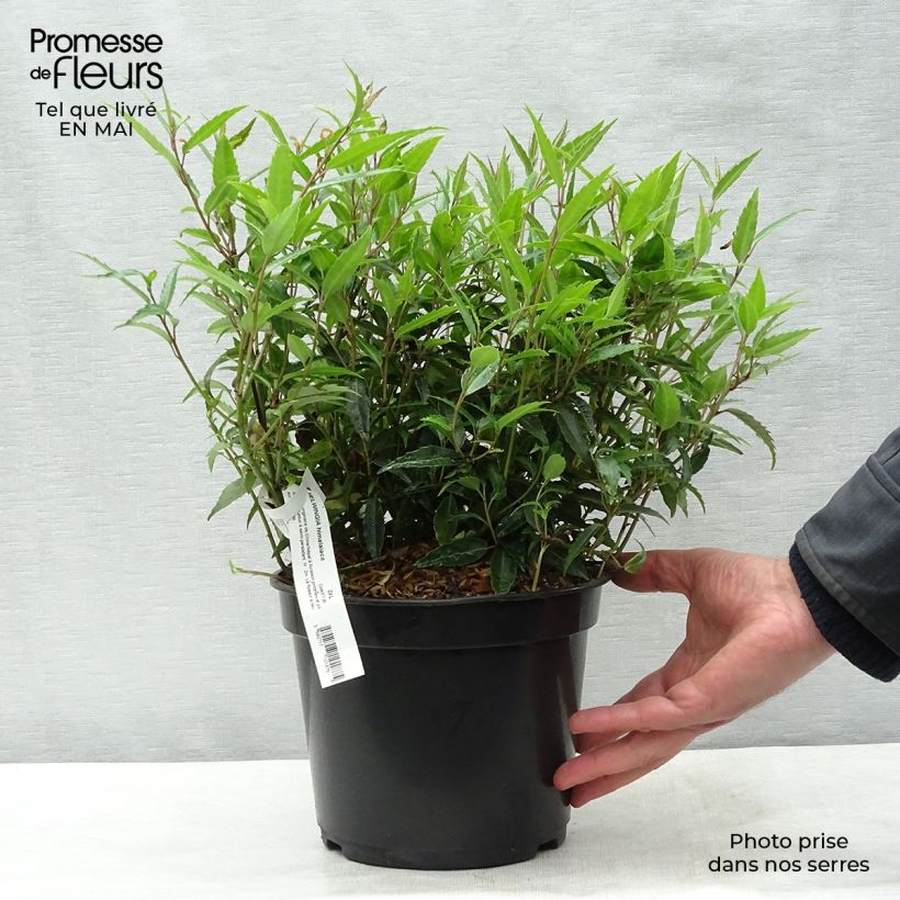 Exemplaar van Helwingia himalaica - Helwingie van de Himalaya Pot van 3 l/4 l zoals geleverd in de lente