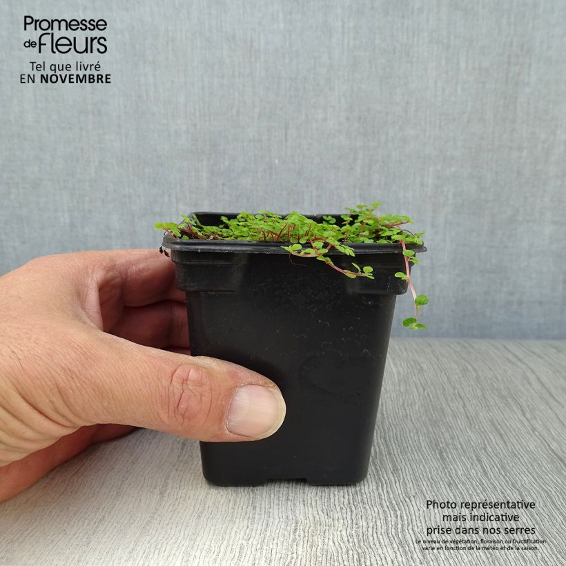 Exemplaar van Helxine soleirolii - Slaapkamergeluk Kweekpotje van 7/8 cm zoals geleverd in de herfst