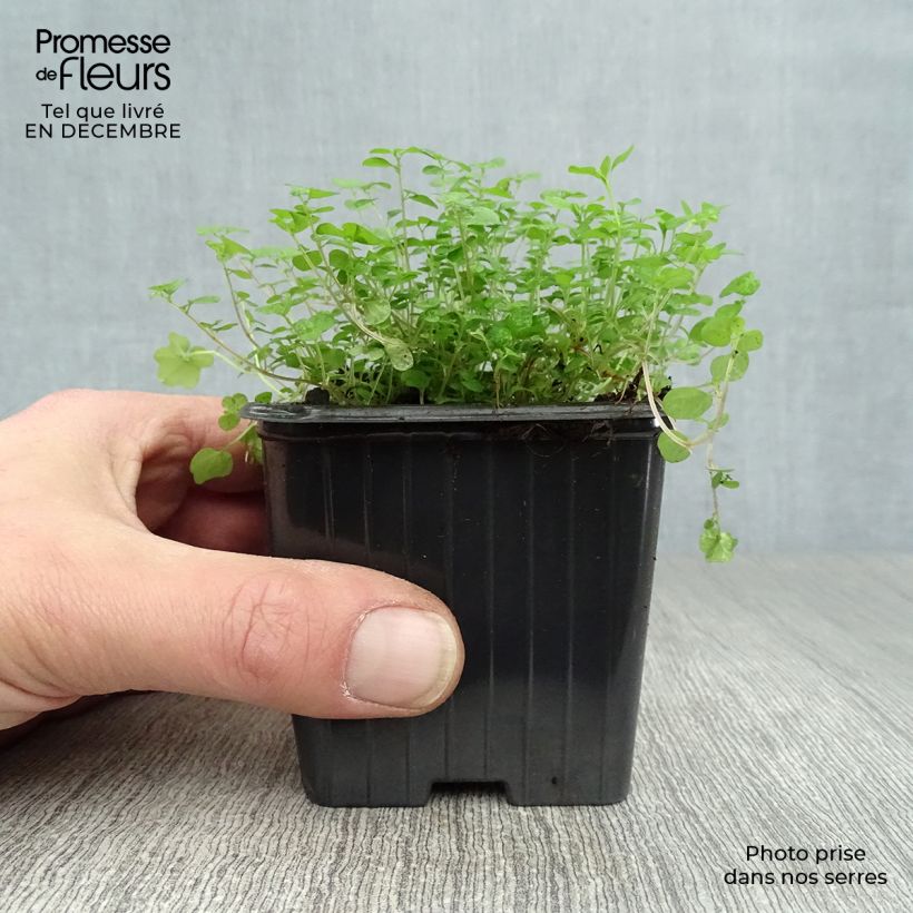 Example of Helxine - Soleirolia soleirolii Kweekpotje van 7/8 cm as you get in hiver