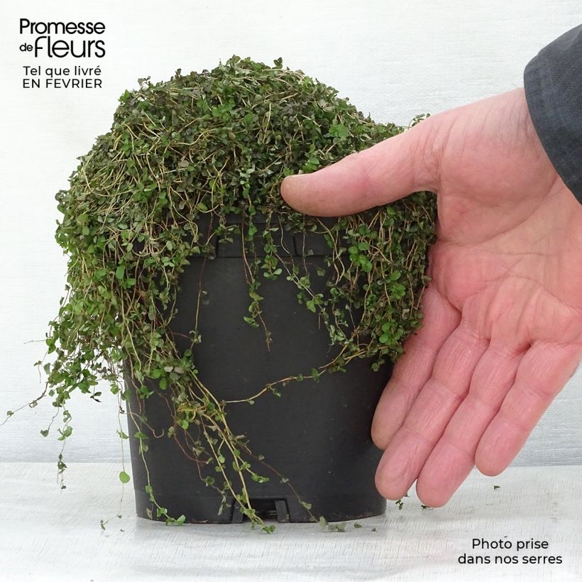 Example of Helxine - Soleirolia soleirolii Pot van 2 l/3 l as you get in hiver
