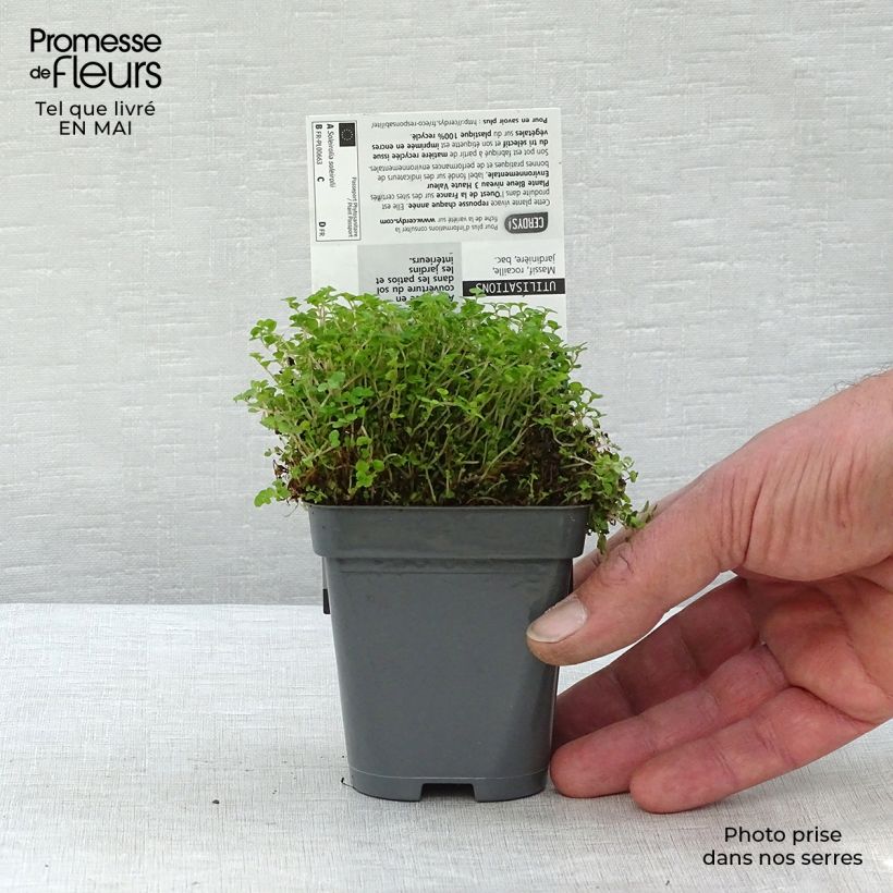 Exemplaar van Helxine soleirolii - Slaapkamergeluk Kweekpotje van 7/8 cm zoals geleverd in de lente